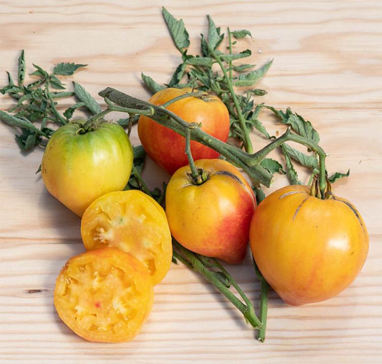 Tomato "Hawaiian Pineapple", Томат "Гавайский Ананас"